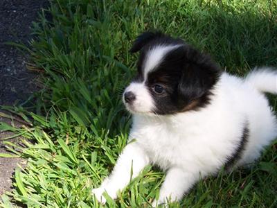 Papillon puppies for sale